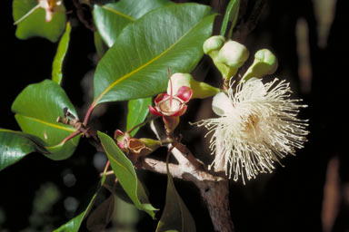 APII jpeg image of Syzygium suborbiculare  © contact APII