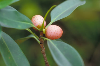 APII jpeg image of Ficus triradiata  © contact APII