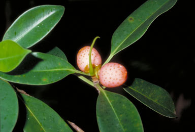 APII jpeg image of Ficus triradiata  © contact APII