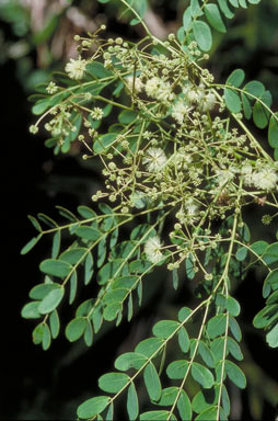 APII jpeg image of Albizia procera  © contact APII