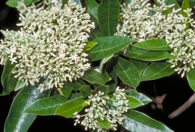 APII jpeg image of Alstonia muelleriana  © contact APII