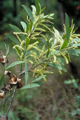 APII jpeg image of Acacia celsa  © contact APII