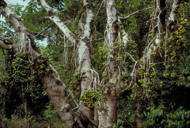 APII jpeg image of Ficus hispida  © contact APII