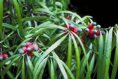 APII jpeg image of Podocarpus grayae  © contact APII