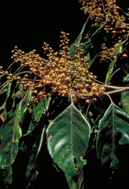 APII jpeg image of Elaeocarpus largiflorens subsp. largiflorens  © contact APII