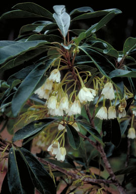 APII jpeg image of Elaeocarpus bancroftii  © contact APII