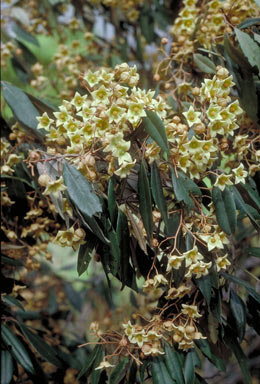 APII jpeg image of Argyrodendron polyandrum  © contact APII