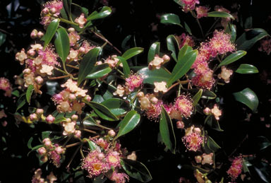 APII jpeg image of Syzygium papyraceum  © contact APII