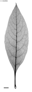 APII jpeg image of Phytolacca octandra  © contact APII