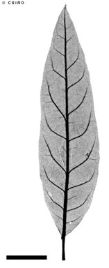 APII jpeg image of Olearia canescens  © contact APII