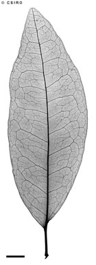 APII jpeg image of Croton acronychioides  © contact APII