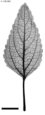 APII jpeg image of Plectranthus amicorum  © contact APII