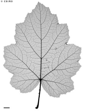 APII jpeg image of Rubus alceifolius  © contact APII