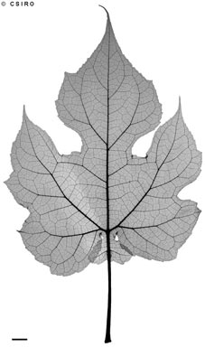 APII jpeg image of Montanoa hibiscifolia  © contact APII