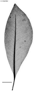 APII jpeg image of Myrsine ireneae subsp. ireneae  © contact APII