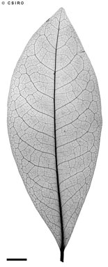 APII jpeg image of Actephila longipedicellata  © contact APII