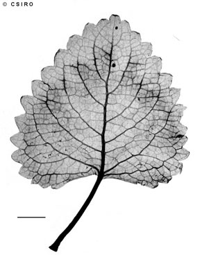 APII jpeg image of Plectranthus sp. Font Hills (B.Gray 6336)  © contact APII