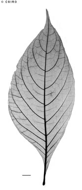 APII jpeg image of Odontonema tubaeforme  © contact APII