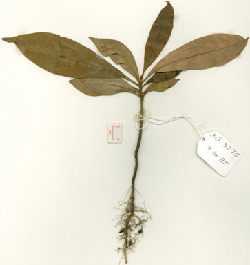 APII jpeg image of Pleioluma brownlessiana  © contact APII