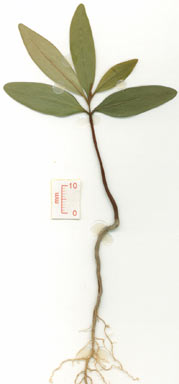 APII jpeg image of Pleioluma singuliflora  © contact APII