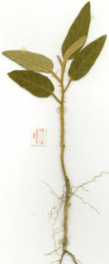 APII jpeg image of Solanum intonsum  © contact APII