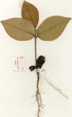 APII jpeg image of Argyrodendron actinophyllum subsp. diversifolium  © contact APII