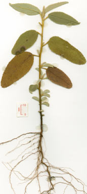 APII jpeg image of Melhania oblongifolia  © contact APII