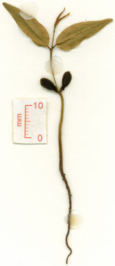 APII jpeg image of Phaleria biflora (C.T.White) Herber  © contact APII