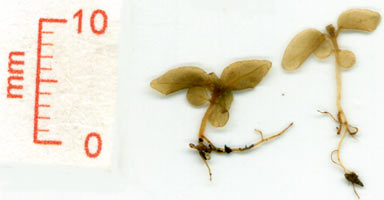 APII jpeg image of Debregeasia australis  © contact APII