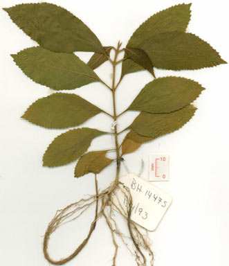 APII jpeg image of Callicarpa longifolia  © contact APII