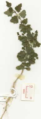 APII jpeg image of Glossocarya calcicola  © contact APII