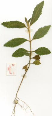 APII jpeg image of Pityrodia salviifolia  © contact APII