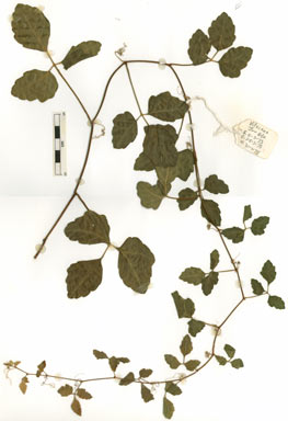 APII jpeg image of Cayratia trifolia  © contact APII