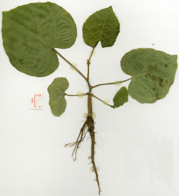 APII jpeg image of Cissus cardiophylla  © contact APII