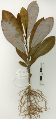 APII jpeg image of Bubbia queenslandiana subsp. australis  © contact APII