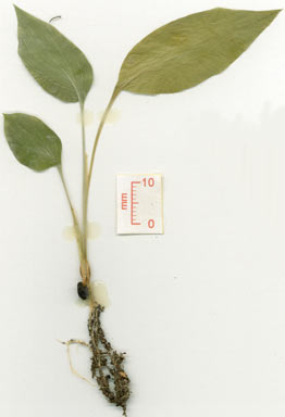 APII jpeg image of Alpinia caerulea  © contact APII
