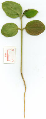APII jpeg image of Croton phebalioides  © contact APII