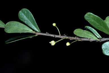 APII jpeg image of Neoroepera banksii  © contact APII