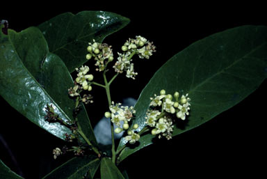 APII jpeg image of Denhamia pittosporoides subsp. pittosporoides  © contact APII