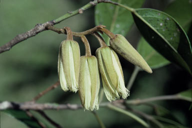 APII jpeg image of Elaeocarpus linsmithii  © contact APII