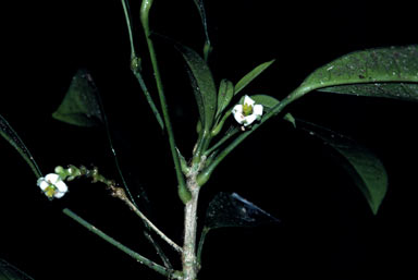 APII jpeg image of Baloghia parviflora  © contact APII