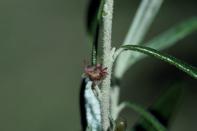 APII jpeg image of Bertya polystigma  © contact APII