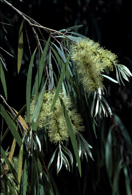 APII jpeg image of Melaleuca argentea  © contact APII