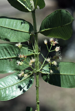 APII jpeg image of Syzygium alatoramulum  © contact APII