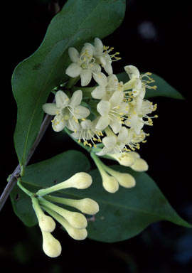 APII jpeg image of Phaleria chermsideana  © contact APII