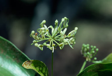 APII jpeg image of Stenocarpus sp. Hinchinbrook Is. (F.D.Hocking AQ229860)  © contact APII