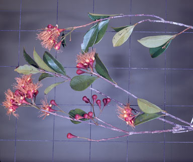 APII jpeg image of Syzygium erythrodoxum  © contact APII