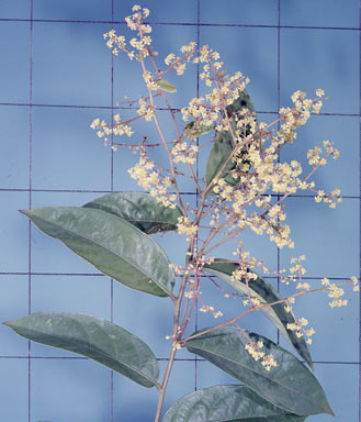 APII jpeg image of Phyllanthus clamboides  © contact APII