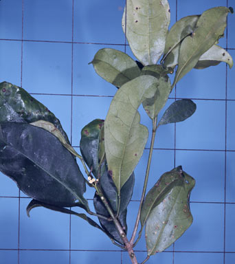 APII jpeg image of Brombya platynema  © contact APII