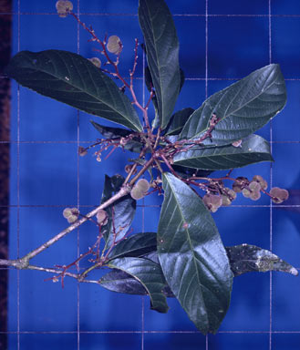 APII jpeg image of Rockinghamia angustifolia  © contact APII